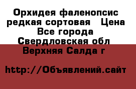 Орхидея фаленопсис редкая сортовая › Цена ­ 800 - Все города  »    . Свердловская обл.,Верхняя Салда г.